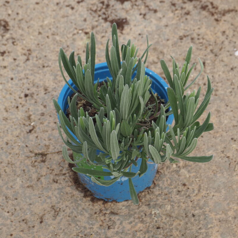 Lavanda