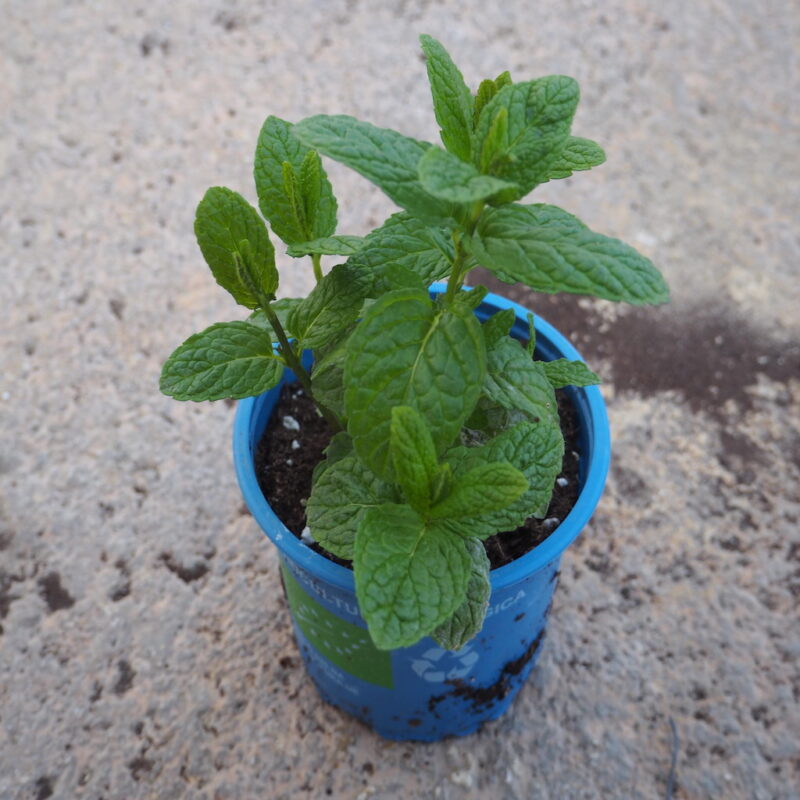 Menta