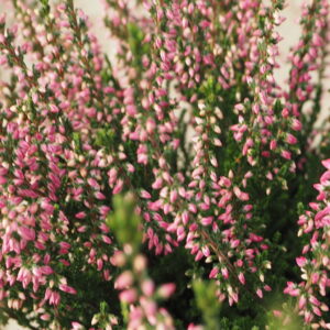Calluna (brezo)