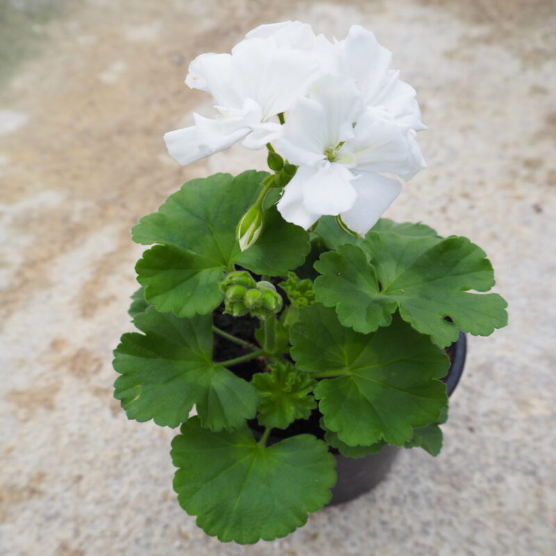 Geraneo zonal hoja oscura