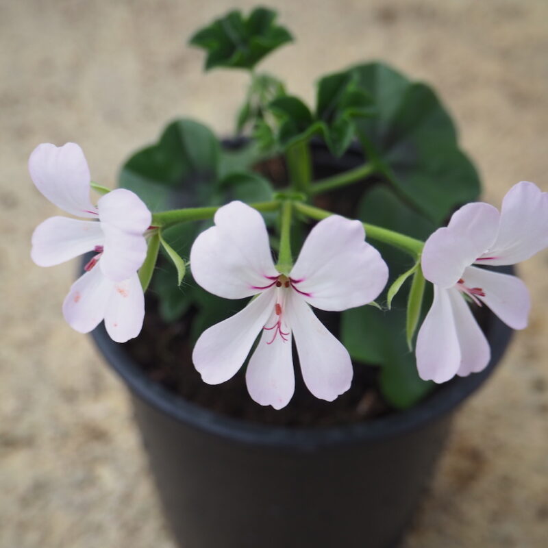 GERANEO HIEDRA SIMPLE(GITANILLA)