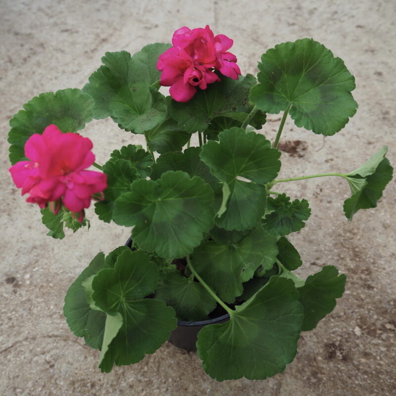 geraneo zonal hoja verde