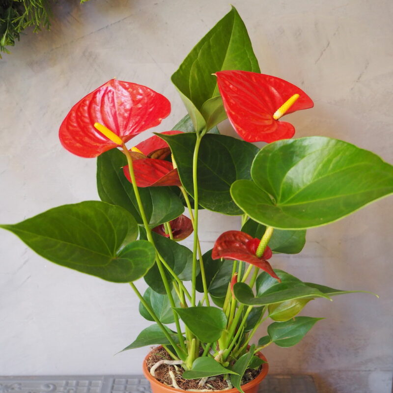 Anthurium