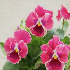 Viola colgante